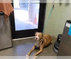 Mutt Dogs for adoption in Tulsa, OK, USA
