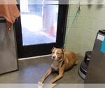 MACHAMP - Male Mutt Dog for Adoption - Small photo