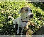 Small #3 Canadian Eskimo Dog Mix
