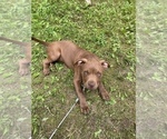 Small Photo #16 American Bully Puppy For Sale in HILTON, NY, USA
