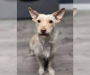 Border Terrier-Unknown Mix Dogs for adoption in Lakewood, CO, USA