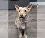 Small Border Terrier Mix