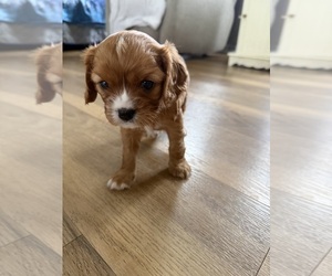 Cavalier King Charles Spaniel Puppy for sale in KANSAS CITY, MO, USA