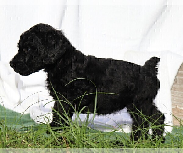 Medium Photo #10 Poodle (Standard) Puppy For Sale in LAKE CITY, FL, USA