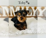 Small Photo #16 Yorkshire Terrier Puppy For Sale in MURFREESBORO, TN, USA