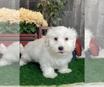 Small #2 Coton de Tulear