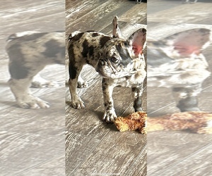 French Bulldog Puppy for sale in AMELIA COURT HOUSE, VA, USA