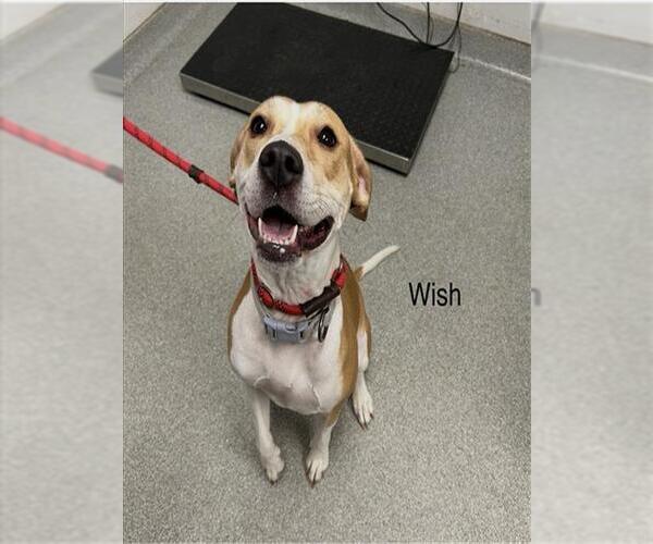 Medium Photo #1 American Staffordshire Terrier-Treeing Walker Coonhound Mix Puppy For Sale in Palmetto, FL, USA