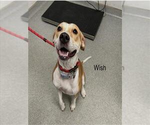 American Staffordshire Terrier-Treeing Walker Coonhound Mix Dogs for adoption in Palmetto, FL, USA