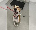 Small American Staffordshire Terrier-Treeing Walker Coonhound Mix