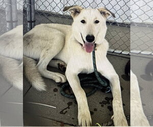 Rosie - Female - Mix Dog for Adoption - Photo #3