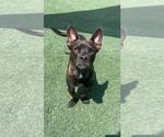 Small #5 Mutt