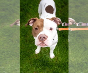 American Pit Bull Terrier-Unknown Mix Dogs for adoption in St. Louis Park, MN, USA