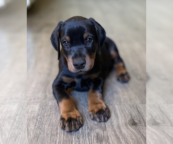 Medium Photo #12 Doberman Pinscher Puppy For Sale in NEWTON, NC, USA