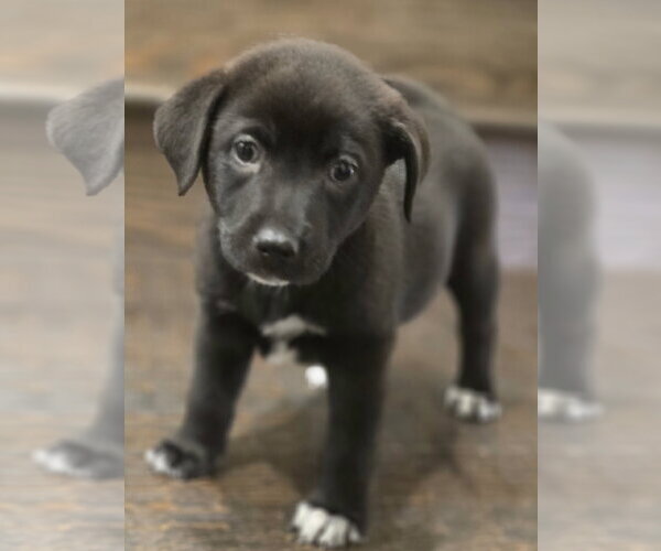 Medium Photo #4 Labrador Retriever Puppy For Sale in The Woodlands, TX, USA