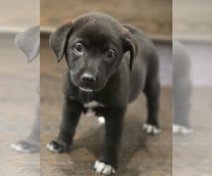 Smokey - Female Labrador Retriever Dog for Adoption - Photo #4