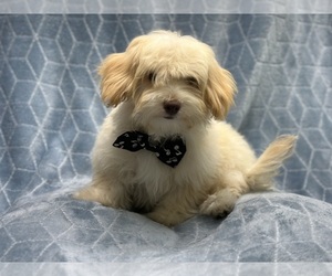 Poovanese Puppy for sale in LAKELAND, FL, USA