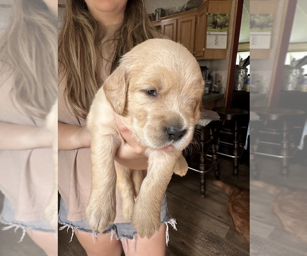 Medium Photo #4 Golden Retriever Puppy For Sale in WATERBURY, VT, USA