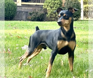 Father of the Miniature Pinscher puppies born on 02/29/2024