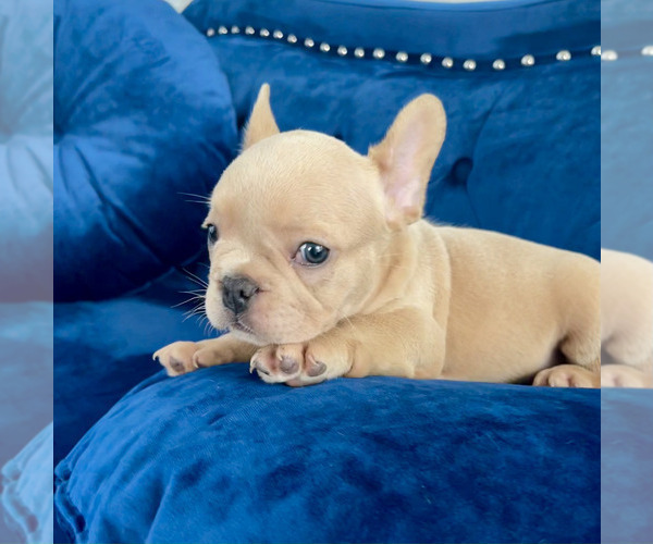 Medium Photo #33 French Bulldog Puppy For Sale in SCREVEN, GA, USA