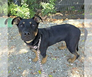 German Shepherd Dog-Unknown Mix Dogs for adoption in Long Beach, CA, USA