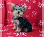 Small Photo #5 Yorkshire Terrier Puppy For Sale in GLEN ROCK, PA, USA