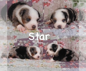 Miniature Australian Shepherd Puppy for sale in HARRISON, OH, USA