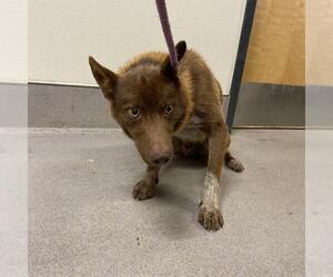 Mutt Dogs for adoption in Modesto, CA, USA