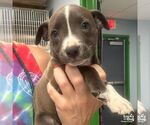 Small #2 Mutt