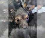 Small #2 Dachshund