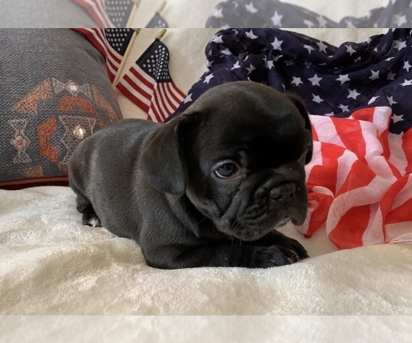 Medium Photo #5 French Bulldog Puppy For Sale in JOHNS ISLAND, SC, USA