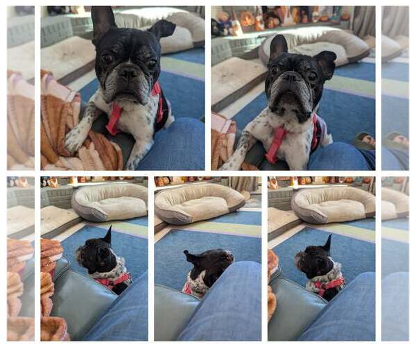 Medium Photo #4  Puppy For Sale in , 