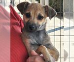Small #4 Chihuahua