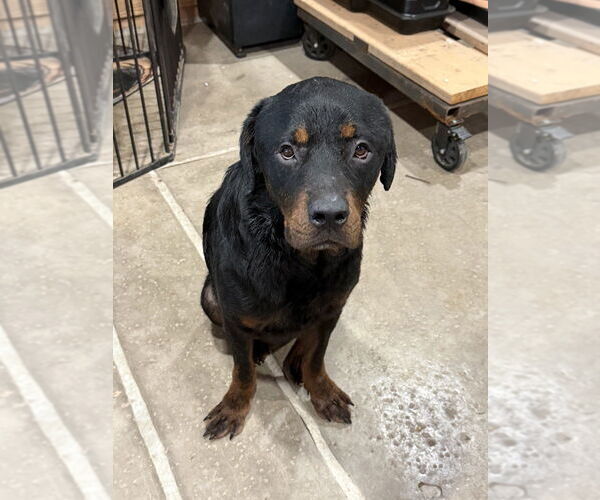 Medium Photo #4 Rottweiler Puppy For Sale in Gilbert, AZ, USA