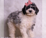 Small #2 Goldendoodle (Miniature)