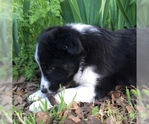 Border Collie Puppy for sale in WILLS POINT, TX, USA