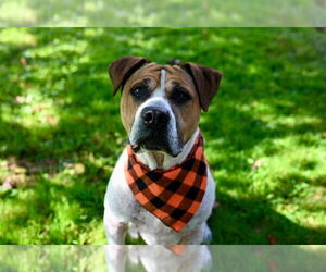 Wally - Male Mutt Dog for Adoption - Photo #2