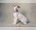 Small #1 Border Collie-Siberian Husky Mix