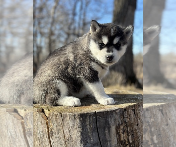 Medium Photo #10 Siberian Husky Puppy For Sale in STAPLES, MN, USA