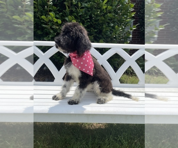 Medium Photo #5 Goldendoodle Puppy For Sale in GAFFNEY, SC, USA