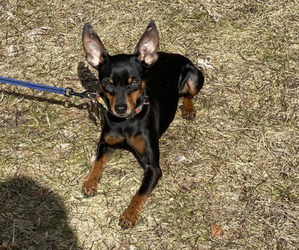 Father of the Chug puppies born on 09/17/2025