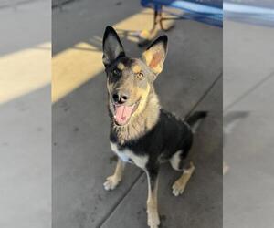 German Shepherd Dog-Unknown Mix Dogs for adoption in Chula Vista, CA, USA