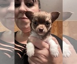 Puppy Derek Chihuahua