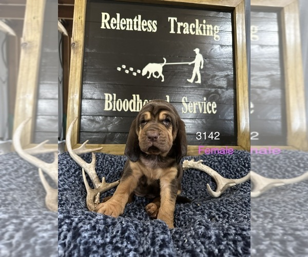 Medium Photo #5 Bloodhound Puppy For Sale in BROOKFIELD, MO, USA