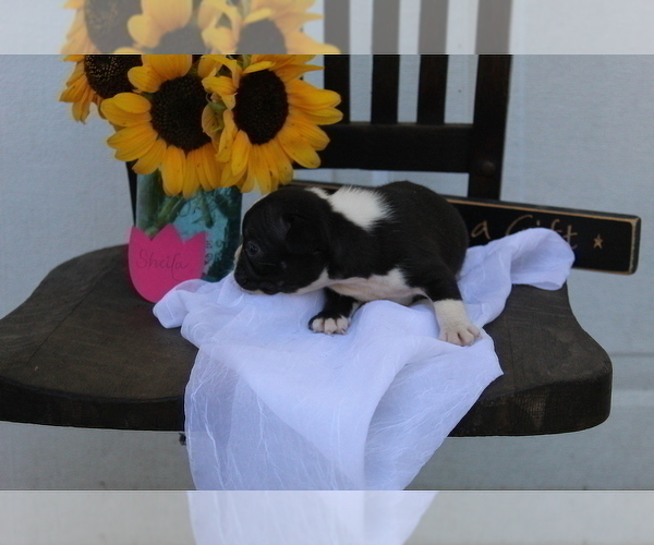 Medium Photo #12 Faux Frenchbo Bulldog Puppy For Sale in SEARS, MI, USA