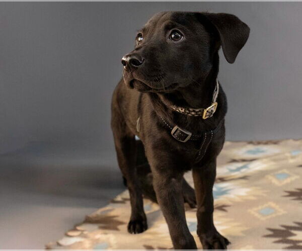 Medium Photo #6 Labbe Puppy For Sale in Princeton, MN, USA