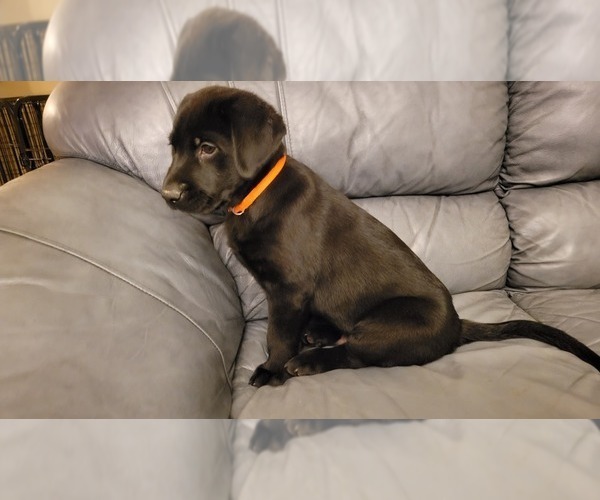 Medium Photo #1 Labrador Retriever Puppy For Sale in CLOVER, SC, USA