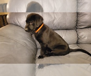 Labrador Retriever Puppy for sale in CLOVER, SC, USA
