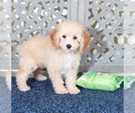 Small #3 Poodle (Miniature)