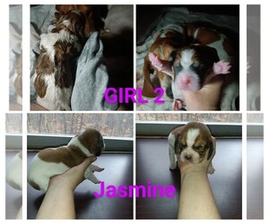 Basset Hound Puppy for sale in BULLS GAP, TN, USA
